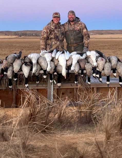 Geese over the field
