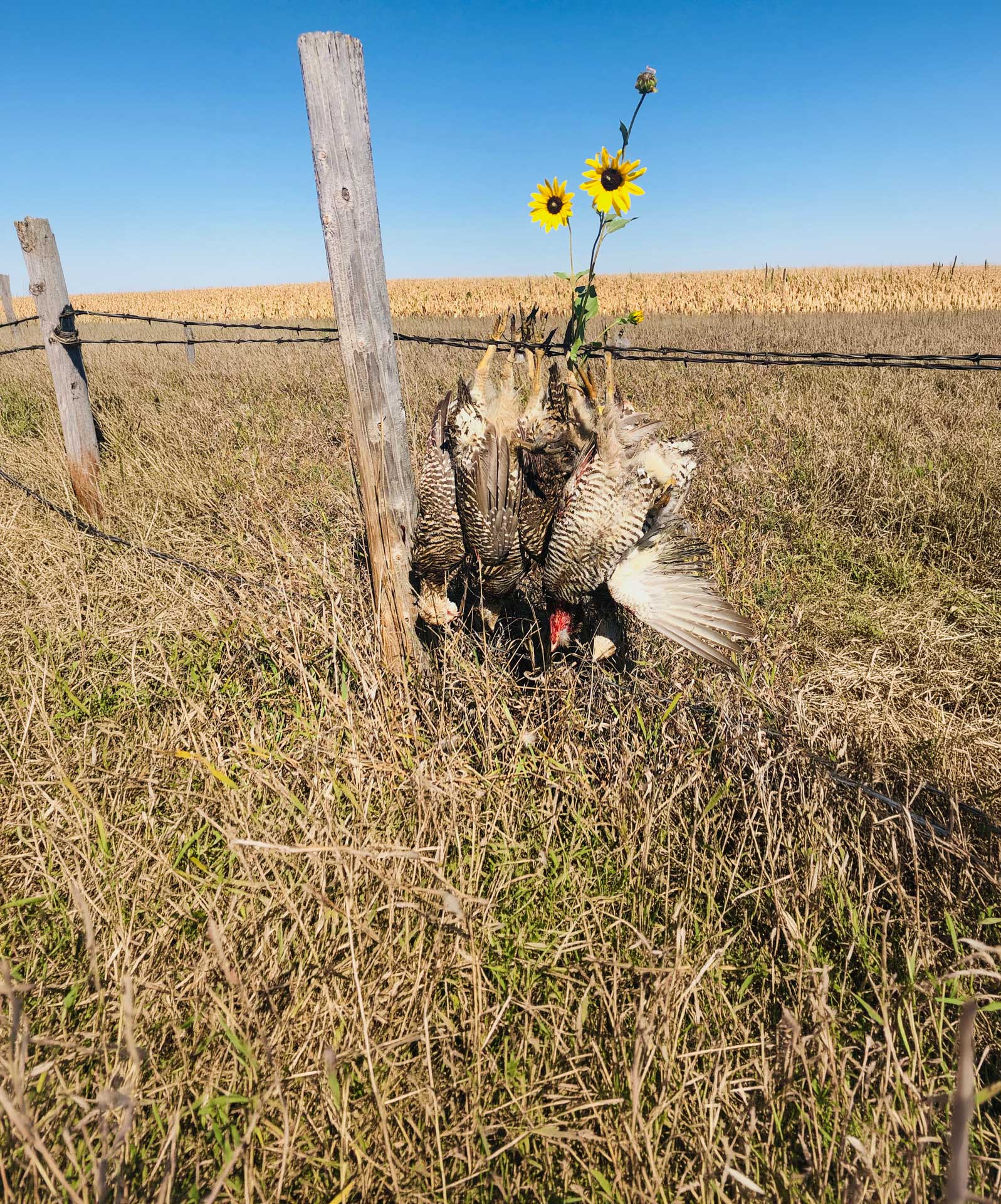 Sharptail grouse in native grass