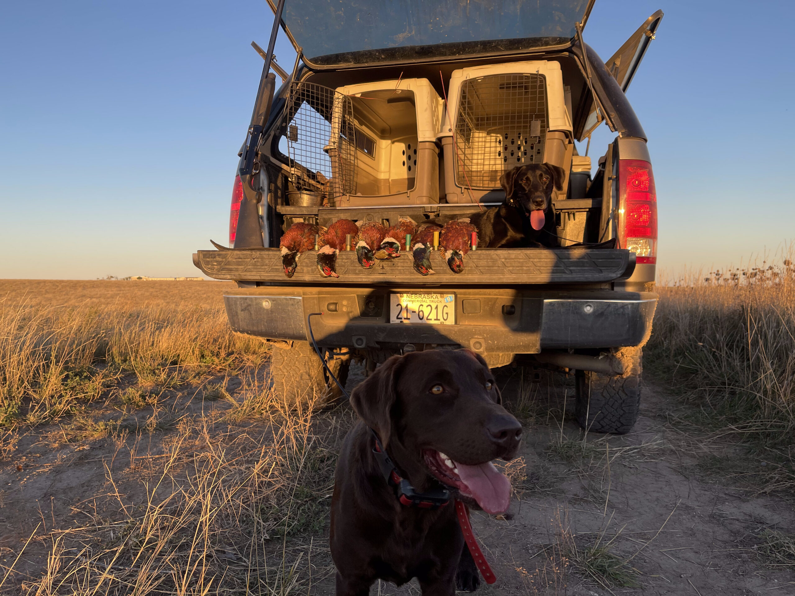 Truck with dog and decoys