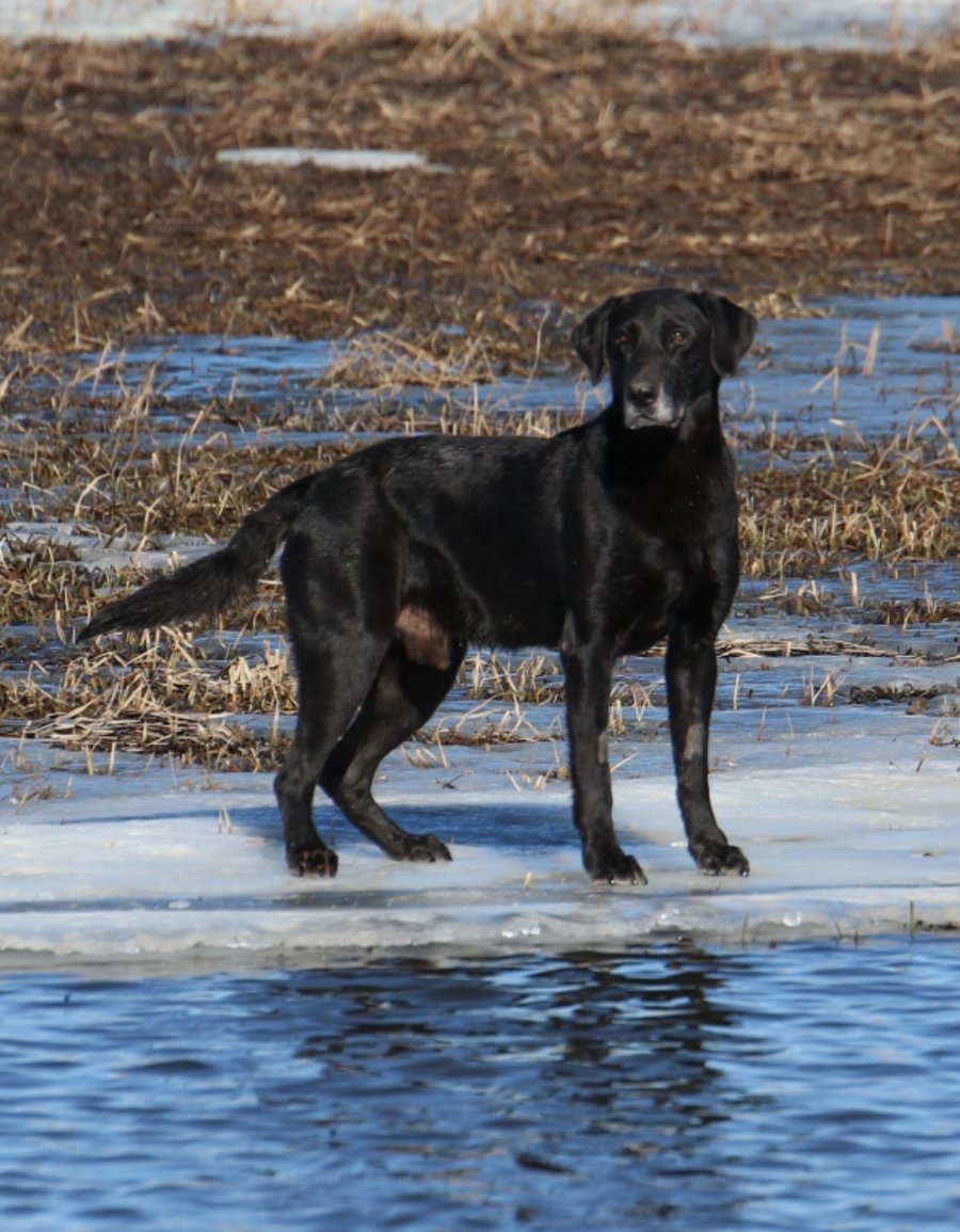 Labrador in water