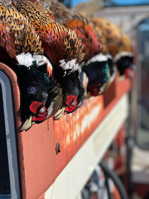 Pheasants in the field